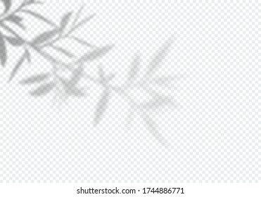 Vector Transparent Shadow of Tree Leaves. Decorative Design Element for Presentations and Mockups. Creative Overlay Effect