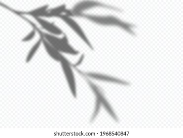 Sombra transparente vectorial de hojas de árbol. Elemento de diseño decorativo para presentaciones y maquetas. Efecto de superposición realista