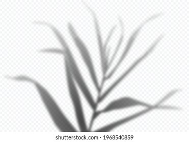 Vector Transparent Shadow of Tropical Palm Leaves. Decorative Design Elements for Collages. Creative Overlay Effect for Mockups