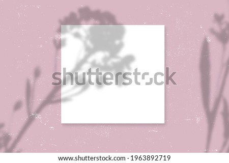 Vector Transparent Shadows of Leaves. Decorative Design Elements for Collages and Mock Ups. Creative Overlay Effect for Mockups