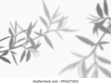 Vector Transparent Shadows of Olive Leaves. Decorative Design Elements for Collages. Creative Overlay Effect for Mockups