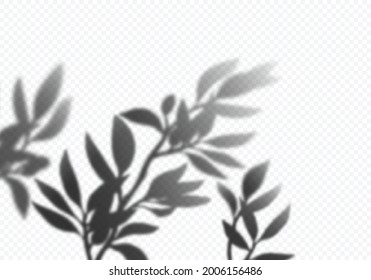 Vector Transparent Shadows of Olive Leaves. Plant Overlay Effect. Decorative Design Elements for Collages and Mockups