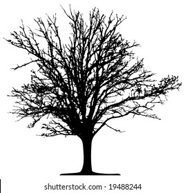 Tree Vector Stock Vector (Royalty Free) 11690617