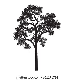 vector of tree.
