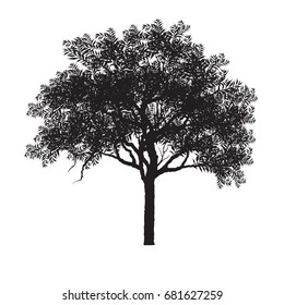 vector of tree.