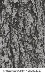 Vector, Tree bark texture