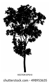 Vector of tree, Tree with beautiful branch silhouette on white background.