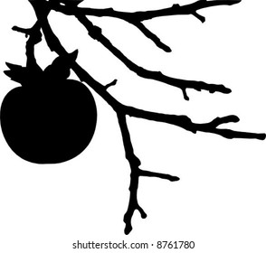 Vector of a tree branch silhouette with Persimmon fruit