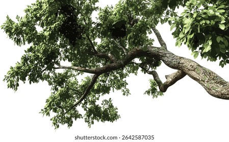 Vector tree branches, big natural leaves, forest leaves, greenery texture, outdoor nature, foliage background, leaf branches, wild nature, natural environment, spring growth
