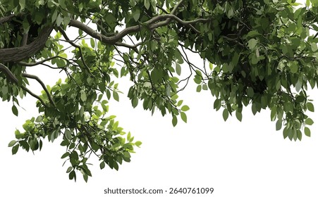 Vector tree branches foliage leaves, large top border, green leaves, nature design, botanical elements, plant illustration, background decoration, foliage frame