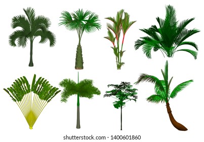 Vector Tree Dazzling Palm Tree Palm Tree