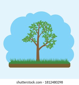 Vector tree in flat style for street design