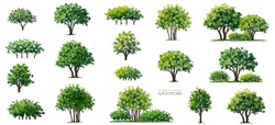 Vector Of Tree With Flower Grass Or Blooming Shrub Isolated On White Background ,watercolor Tree Elevation For Landscape Concept,environment Panorama Scene,eco Design,meadow For Spring
