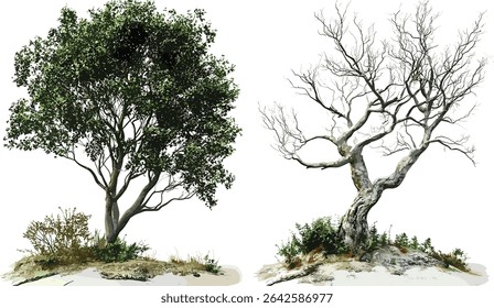 Vector tree growth and dead tree, realistic, greenery illustrations, transparent backgrounds, nature, eco design, isolated, forest, foliage, landscape, botanical elements, environment