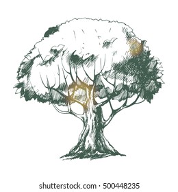 Vector tree. Hand drawn botanical illustration in sketch style for print, card, textile and other natural design. Green on white.