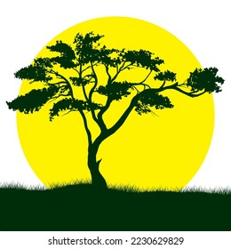 vector tree illustration bonsai mopani balsam mopane nature landscape