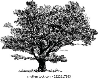 Ilustración de árbol vectorial en un fondo blanco