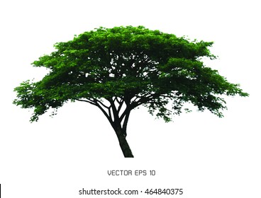 Vector Tree isolate