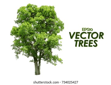 Vector tree isolated on white background. collection of a beautiful plants from Thailand, Suitable for use in architectural design ,Decoration work or used with natural articles. EPS10.