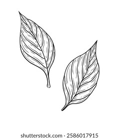 Vector tree leaves. Hand drawn vector graphics, leafy leaves. Design form, botany, plants and nature. Ecology, greenery and forests.