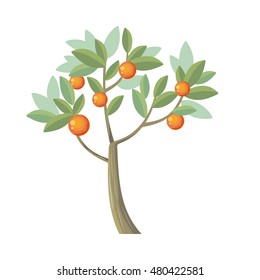 Vector tree. Orange isolated on white. Citrus trees belong to single genus Citrus and remain entirely interfertile. Includes grapefruits, lemons, limes. Part of series of different trees. Vector