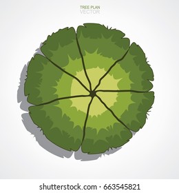 Vector tree plan for landscape design. Abstract natural symbol.