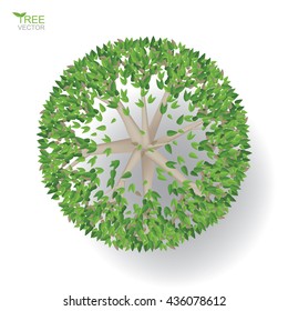 Vector tree plan or tree top view for landscape design project.