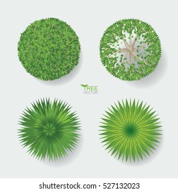 Vector tree plan or tree top view for landscape design.