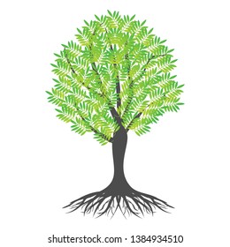 Vector tree rooted with leaves, abstract olive trees illustrated