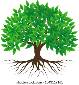 Vector tree and roots with green leaves, white background