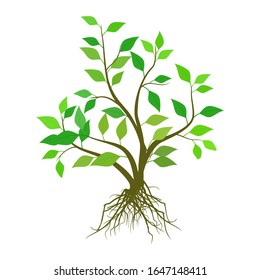 Vector tree and roots, trees with isolated green leaves on a white background