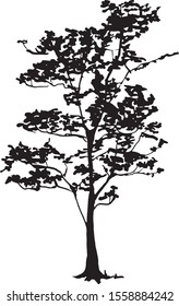 Vector tree silhouette. Black
 deciduous tree.