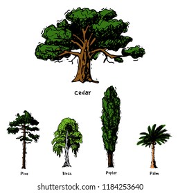 Vector tree sketch hand drawn style types green forest pine treetops collection of birch, cedar and acacia or greenery garden with palm and sakura illustration background