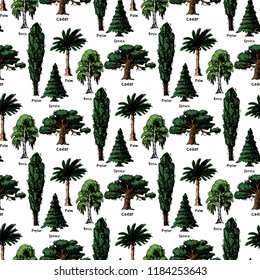 Vector tree sketch hand drawn style types green forest pine treetops collection of birch, cedar and acacia or greenery garden with palm and sakura illustration background