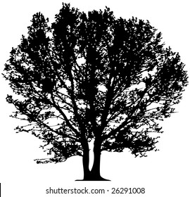 Vector tree. This image is a vector illustration and can be scaled to any size without loss of resolution