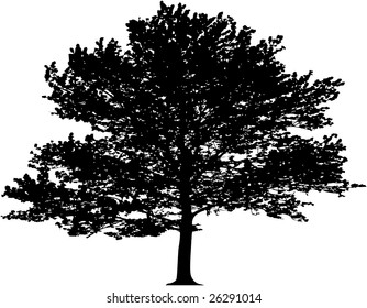 Vector tree. This image is a vector illustration and can be scaled to any size without loss of resolution