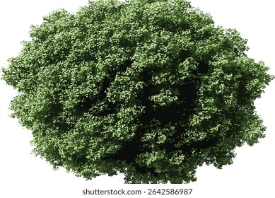 Vector tree top view, greenery from above, transparent, isolated tree illustration, nature clipart, landscape design element, aerial tree, eco friendly art, foliage vector,