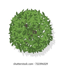 Vector tree top view isolated on white background