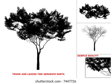 Vector tree (two separate parts trunk and leaves)