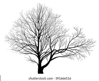 Tree with Many Branches Images, Stock Photos & Vectors | Shutterstock