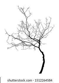 vector tree without leaves isolated on white background