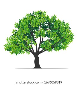 vector of trees and green leaves isolated on a white background