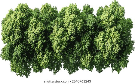 Vector trees group isolated from above, woods growth on transparent, forest, nature, green trees, eco landscape, environmental preservation, woodland, sustainable living