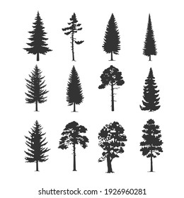 Vector trees illustrations. Monochrome illustrations with a coniferous trees.