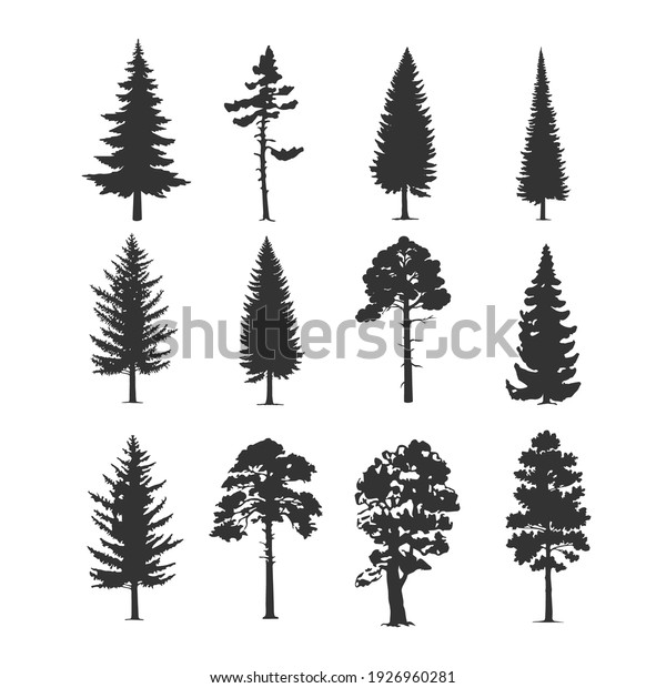 Vector trees illustrations. Monochrome
illustrations with a coniferous
trees.