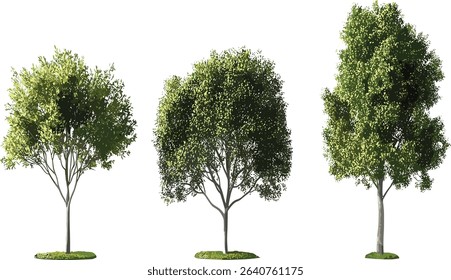 Vector trees, isolated trees, growth shapes, gardening, standing trees, transparent backgrounds, nature, landscape, green plants, eco friendly, natural garden, horticulture