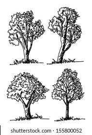 Vector trees with leaves