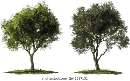 Vector trees life naturally on transparent backgrounds, nature illustration, green tree, eco design, environment, isolated tree, botanical, organic, nature
