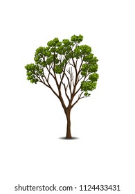 Vector  trees  on white background. illustration.