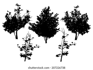 Vector trees in silhouettes